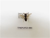 藏品(細黃胡蜂)的圖片